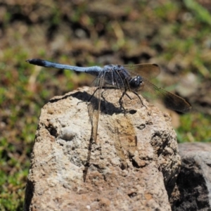 Orthetrum caledonicum at Cotter River, ACT - 31 Dec 2016 11:15 AM