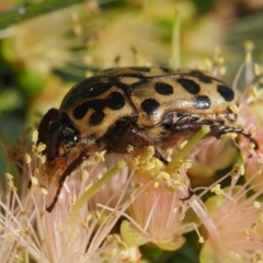 Neorrhina punctata at Cotter River, ACT - 31 Dec 2016