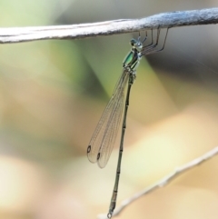 Synlestes weyersii (Bronze Needle) at Lower Cotter Catchment - 5 Jan 2017 by KenT