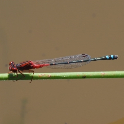 Xanthagrion erythroneurum (Red & Blue Damsel) at Lower Cotter Catchment - 31 Dec 2016 by KenT