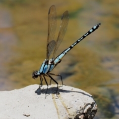 Diphlebia nymphoides (Arrowhead Rockmaster) at Cotter River, ACT - 5 Jan 2017 by KenT