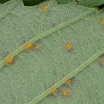 Phragmidium violaceum (Blackberry Leaf Rust Fungus) at Cotter River, ACT - 6 Jan 2017 by KenT