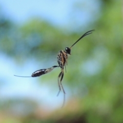 Ichneumonidae (family) (Unidentified ichneumon wasp) at Conder, ACT - 3 Dec 2016 by michaelb