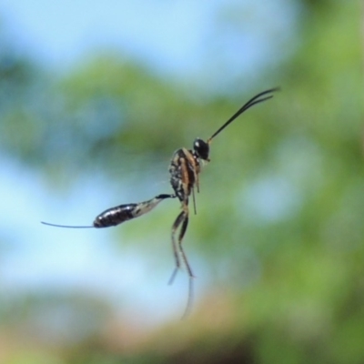 Ichneumonidae (family) (Unidentified ichneumon wasp) at Conder, ACT - 3 Dec 2016 by michaelb