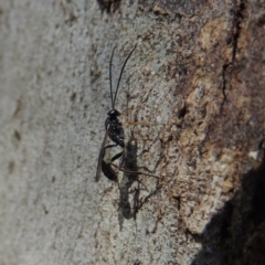 Ichneumonidae (family) at Conder, ACT - 4 Dec 2016 09:38 AM