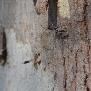 Ichneumonidae (family) at Conder, ACT - 4 Dec 2016 09:38 AM