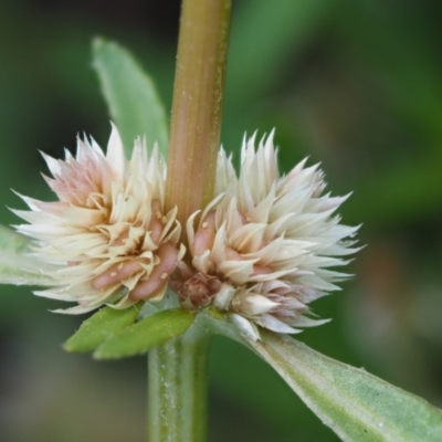 Alternanthera denticulata (Lesser Joyweed) at Cotter River, ACT - 5 Jan 2017 by KenT