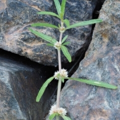 Alternanthera denticulata at Cotter River, ACT - 5 Jan 2017 07:22 AM