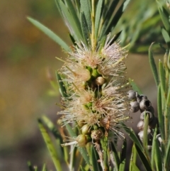 Callistemon sieberi (River Bottlebrush) at Lower Cotter Catchment - 30 Dec 2016 by KenT