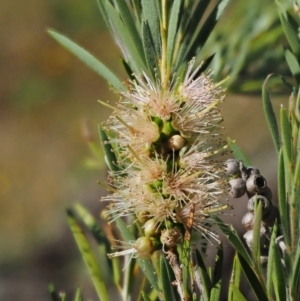 Callistemon sieberi at Cotter River, ACT - 31 Dec 2016 08:07 AM