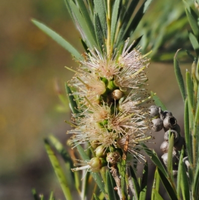 Callistemon sieberi (River Bottlebrush) at Lower Cotter Catchment - 30 Dec 2016 by KenT