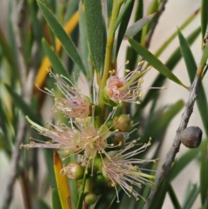 Callistemon sieberi at Cotter River, ACT - 31 Dec 2016 08:07 AM