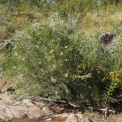 Callistemon sieberi at Cotter River, ACT - 31 Dec 2016 08:07 AM