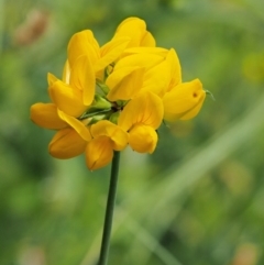 Lotus uliginosus (Birds-foot Trefoil) at Lower Cotter Catchment - 5 Jan 2017 by KenT