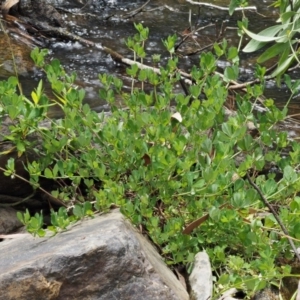 Lotus uliginosus at Cotter River, ACT - 5 Jan 2017 12:45 PM