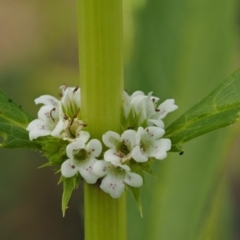 Lycopus australis (Native Gipsywort, Australian Gipsywort) at Lower Cotter Catchment - 5 Jan 2017 by KenT