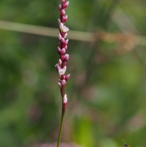 Persicaria decipiens at Cotter River, ACT - 5 Jan 2017 10:13 AM