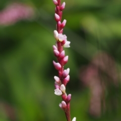 Persicaria decipiens at Cotter River, ACT - 5 Jan 2017 10:13 AM