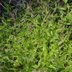 Persicaria decipiens at Cotter River, ACT - 5 Jan 2017 10:13 AM