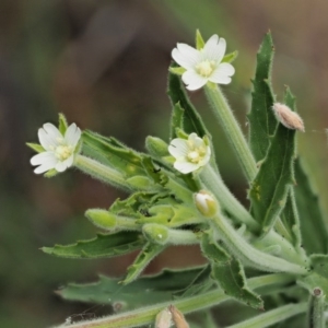 Epilobium hirtigerum at Cotter River, ACT - 5 Jan 2017