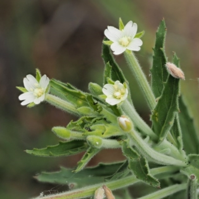 Epilobium hirtigerum (Hairy Willowherb) at Lower Cotter Catchment - 5 Jan 2017 by KenT