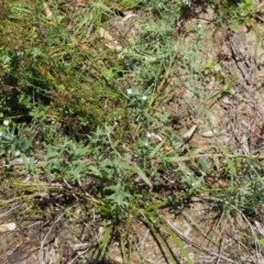 Epilobium hirtigerum at Cotter River, ACT - 5 Jan 2017 01:20 PM