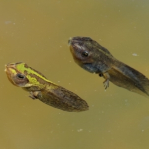 Litoria verreauxii verreauxii at Mount Clear, ACT - 7 Jan 2017 10:51 AM