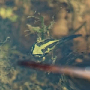 Litoria verreauxii verreauxii at Mount Clear, ACT - 7 Jan 2017 10:51 AM