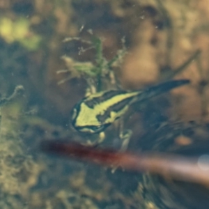 Litoria verreauxii verreauxii at Mount Clear, ACT - 7 Jan 2017