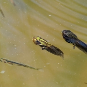 Litoria verreauxii verreauxii at Mount Clear, ACT - 7 Jan 2017 10:51 AM