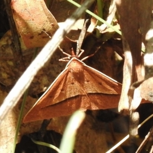 Epidesmia chilonaria at Tennent, ACT - 10 Jan 2017