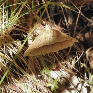 Epidesmia hypenaria at Tennent, ACT - 10 Jan 2017