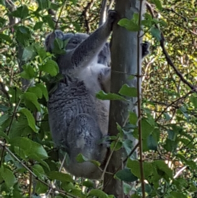 Phascolarctos cinereus (Koala) at - 14 Dec 2016 by Murph