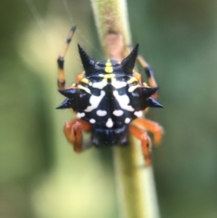 Austracantha minax (Christmas Spider, Jewel Spider) at Watson, ACT - 11 Jan 2017 by AaronClausen