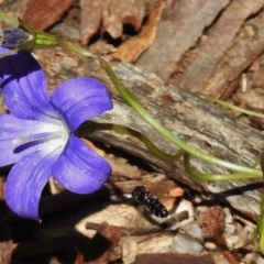 Wahlenbergia gloriosa (Royal Bluebell) at Tennent, ACT - 10 Jan 2017 by JohnBundock