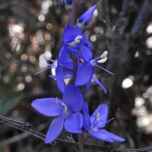 Veronica perfoliata at Tennent, ACT - 10 Jan 2017 10:50 AM