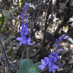 Veronica perfoliata at Tennent, ACT - 10 Jan 2017 10:50 AM