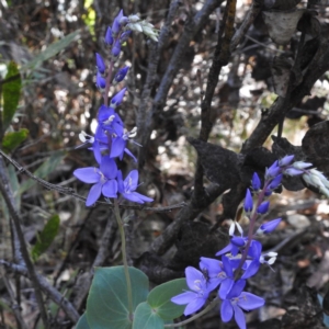 Veronica perfoliata at Tennent, ACT - 10 Jan 2017 10:50 AM