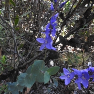 Veronica perfoliata at Tennent, ACT - 10 Jan 2017 10:50 AM