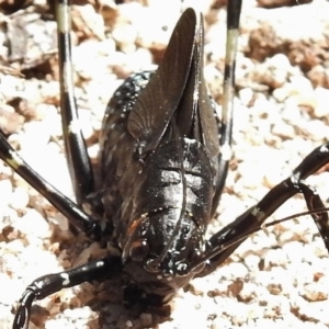 Acripeza reticulata at Tennent, ACT - 10 Jan 2017 11:34 AM