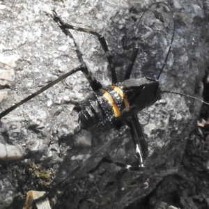 Acripeza reticulata at Tennent, ACT - 10 Jan 2017 11:34 AM