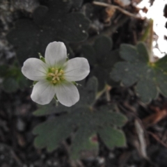 Geranium sp. (Geranium) at Tennent, ACT - 10 Jan 2017 by JohnBundock