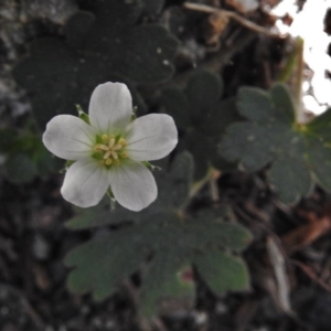 Geranium sp. at Tennent, ACT - 10 Jan 2017