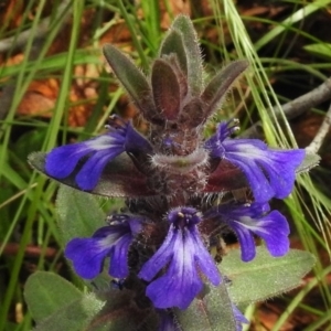 Ajuga australis at Tennent, ACT - 10 Jan 2017 12:05 PM