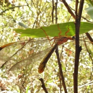 Nymphes myrmeleonoides at Tennent, ACT - 10 Jan 2017