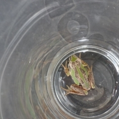 Litoria verreauxii verreauxii (Whistling Tree-frog) at Forde, ACT - 31 Dec 2016 by jmhatley