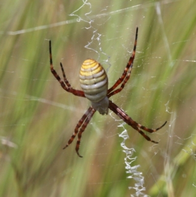 Argiope trifasciata (Banded orb weaver) at The Pinnacle - 11 Jan 2017 by HarveyPerkins