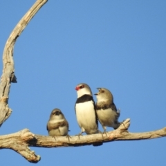 Stagonopleura guttata (Diamond Firetail) at Stromlo, ACT - 11 Jan 2017 by HelenCross