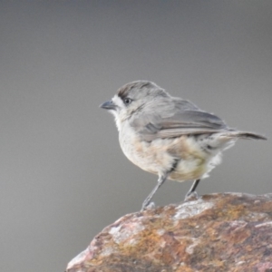 Aphelocephala leucopsis at Stromlo, ACT - 11 Jan 2017