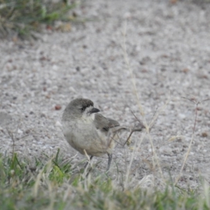 Aphelocephala leucopsis at Stromlo, ACT - 11 Jan 2017